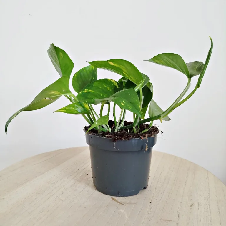 Epipremnum złociste (Epipremnum aureum) 20cm