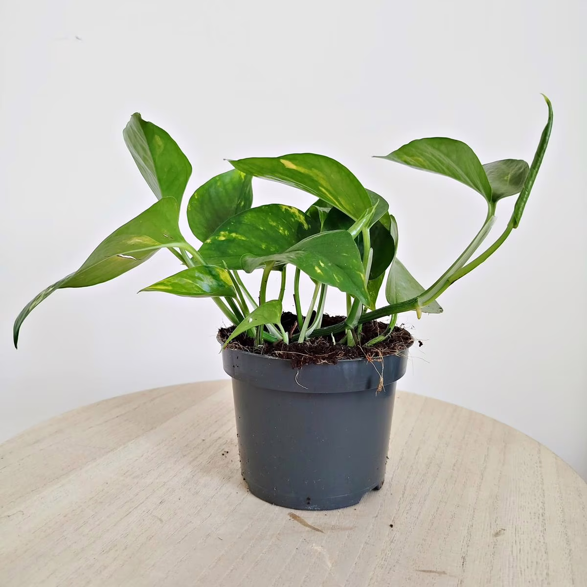 Epipremnum złociste (Epipremnum aureum) 15-20cm