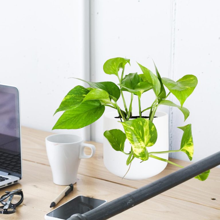 Epipremnum złociste (Epipremnum aureum) 20cm