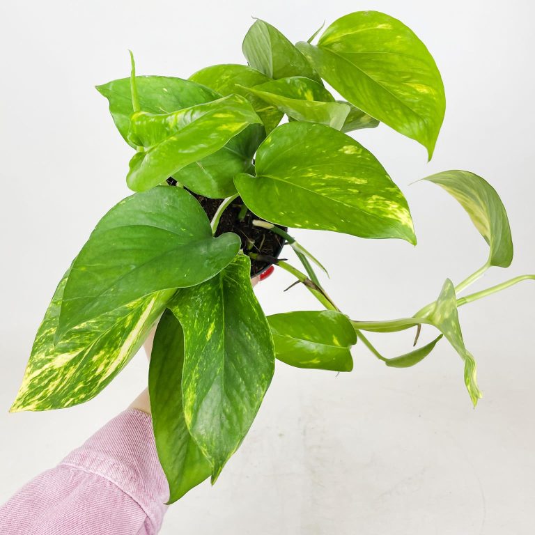 Epipremnum złociste (Epipremnum aureum) 20cm