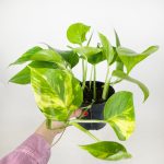 Epipremnum złociste (Epipremnum aureum) 20cm