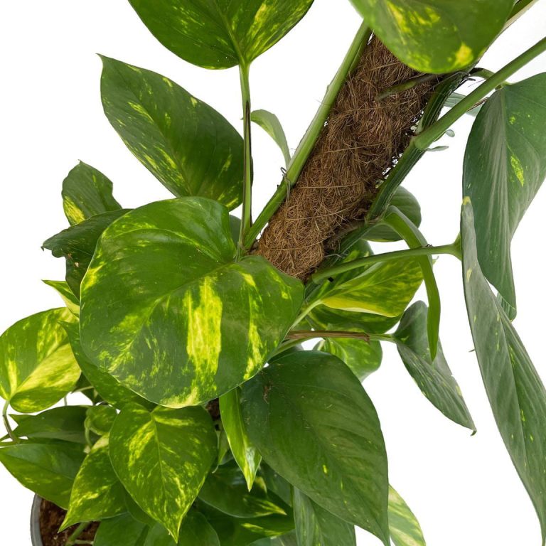 Epipremnum złociste (Epipremnum aureum) 90cm