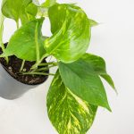 Epipremnum złociste (Epipremnum aureum) 20cm