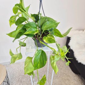 Epipremnum złociste (Epipremnum aureum) 40cm