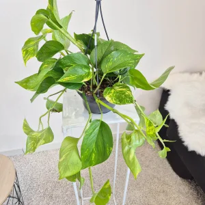 Epipremnum złociste (Epipremnum aureum) 40cm