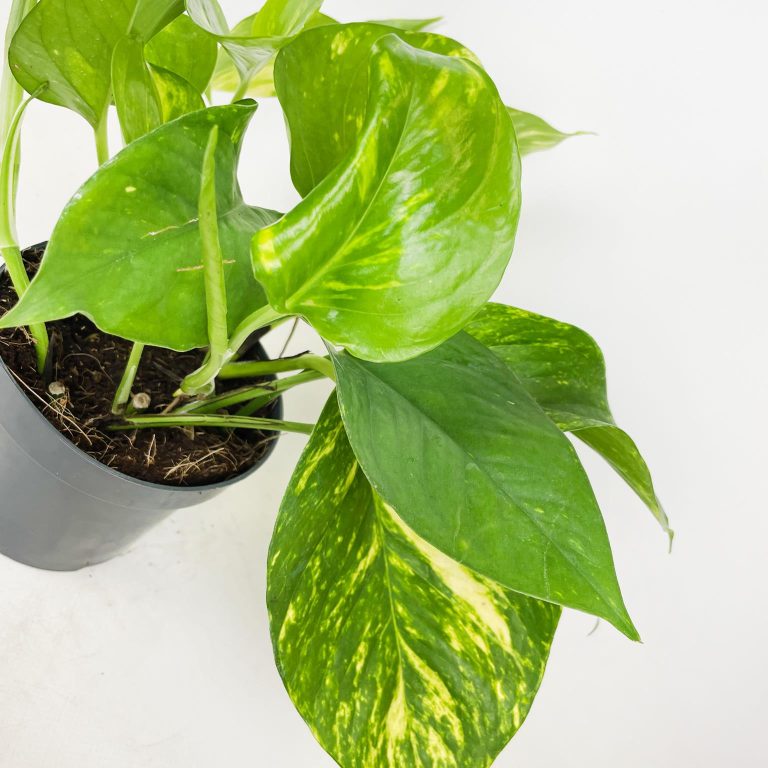 Epipremnum złociste (Epipremnum aureum) 20cm