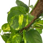 Epipremnum złociste (Epipremnum aureum) 90cm