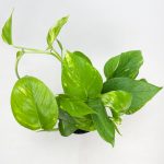 Epipremnum złociste (Epipremnum aureum) 20cm