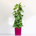 Epipremnum złociste (Epipremnum aureum) 90cm
