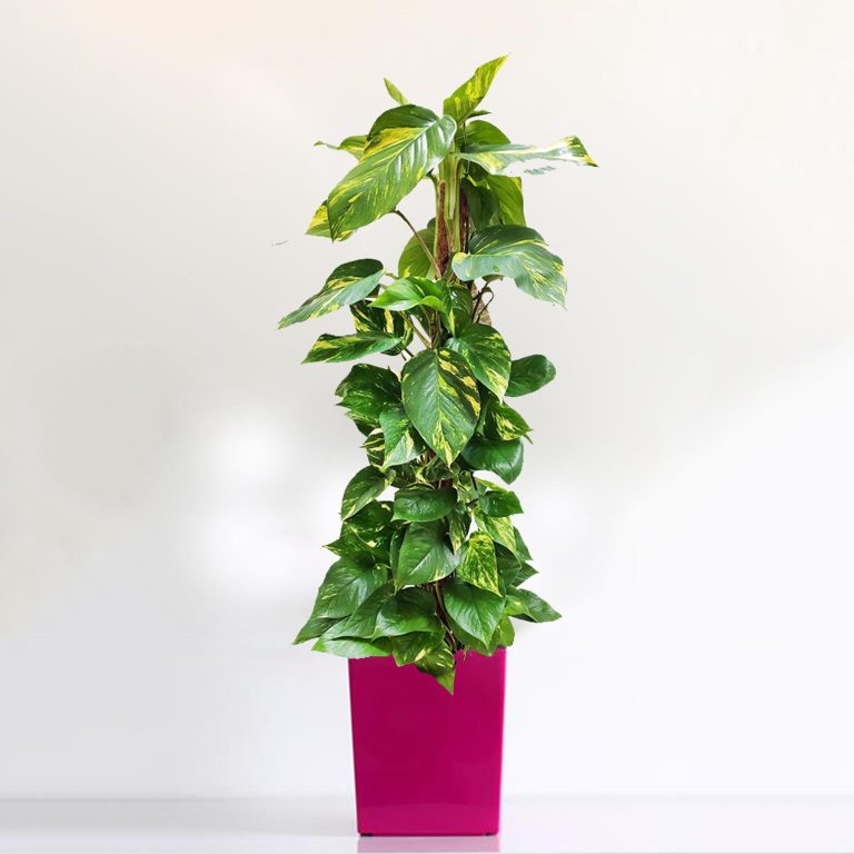 Epipremnum złociste (Epipremnum aureum) 90cm