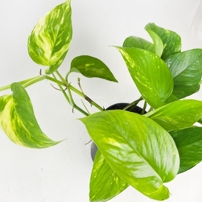 Epipremnum złociste (Epipremnum aureum) 20cm