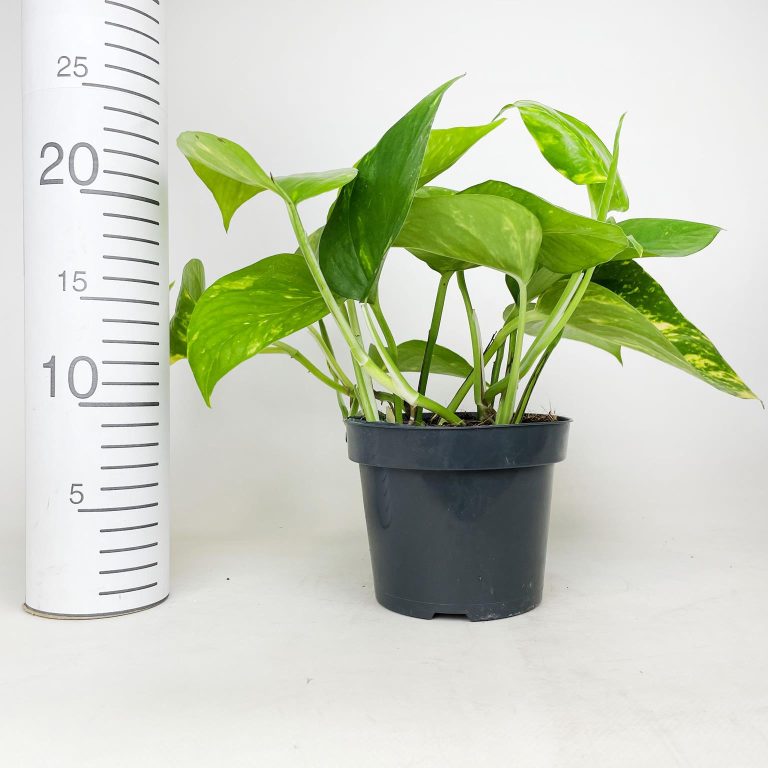 Epipremnum złociste (Epipremnum aureum) 20cm