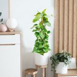 Epipremnum złociste (Epipremnum aureum) 90cm