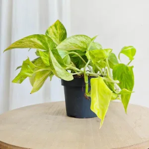 Epipremnum (Epipremnum aureum 'Hicolor') 25cm