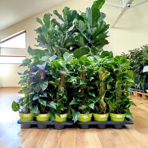 Epipremnum złociste (Epipremnum aureum) 70cm