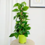 Epipremnum złociste (Epipremnum aureum) 70cm