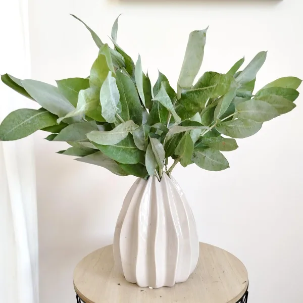 Eukaliptus robusta świeży - bukiet zielone gałązki