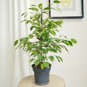 Fikus beniamiński (Ficus benjamina 'Golden King')  70cm