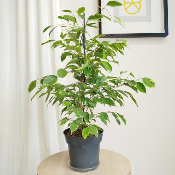 Fikus beniamiński (Ficus benjamina 'Golden King') 65-70cm