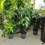 Fikus beniamiński (Ficus benjamina 'Danielle') 100cm