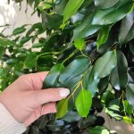 Fikus beniamiński (Ficus benjamina 'Danielle') 100cm