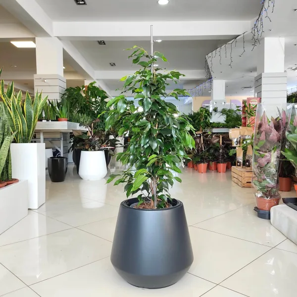 Fikus beniamiński (Ficus benjamina 'Danielle') 90-100cm