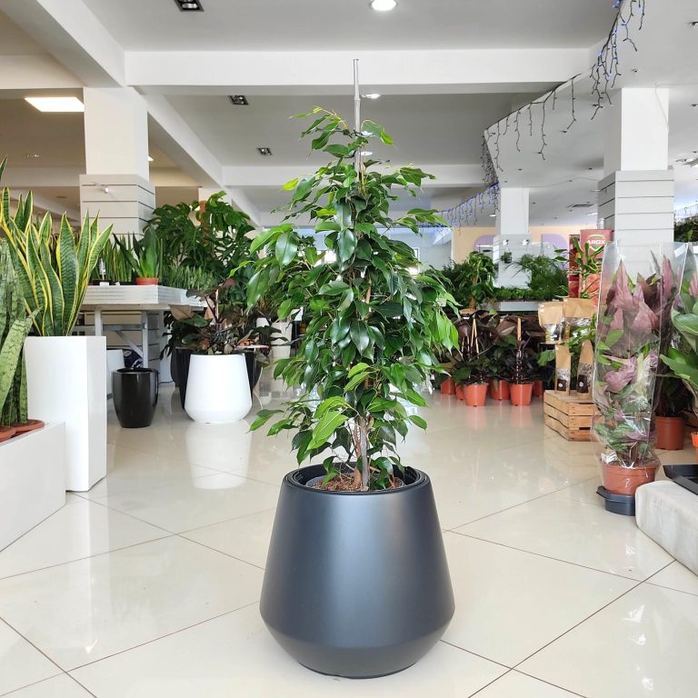 Fikus beniamiński (Ficus benjamina 'Danielle') 100cm