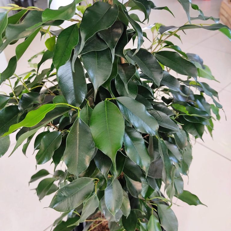 Fikus beniamiński (Ficus benjamina 'Danielle') 100cm