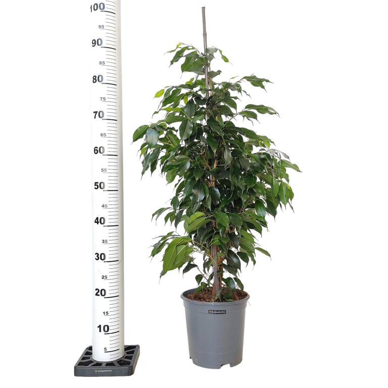 Fikus beniamiński (Ficus benjamina 'Danielle') 100cm