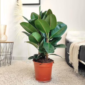 Fikus sprężysty (Ficus elastica 'Robusta') 85-95cm