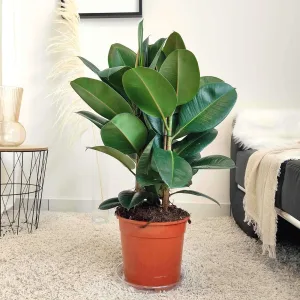 Fikus sprężysty (Ficus elastica 'Robusta') 90cm