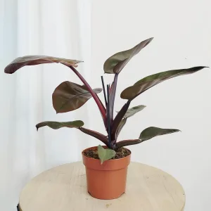 Filodendron czarny (Philodendron 'Black Cardinal') 40cm