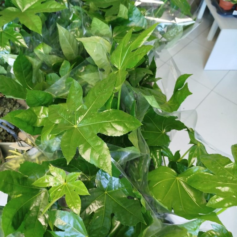 Fatsja japońska (Fatsia japonica) 50cm