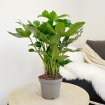 Fatsja japońska (Fatsia japonica) 40cm