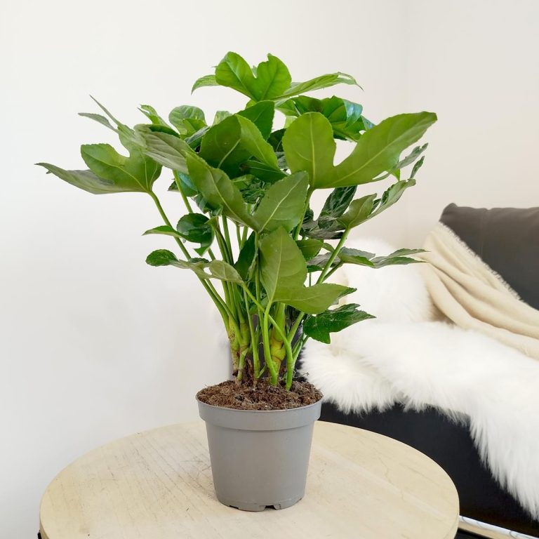 Fatsja japońska (Fatsia japonica) 40cm