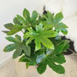 Fatsja japońska (Fatsia japonica) 40cm