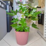 Fatsja japońska (Fatsia japonica) 50cm
