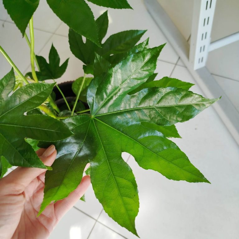 Fatsja japońska (Fatsia japonica) 50cm
