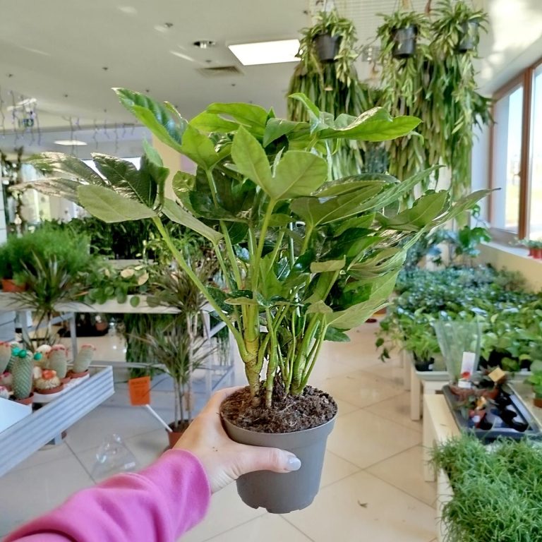 Fatsja japońska (Fatsia japonica) 40cm