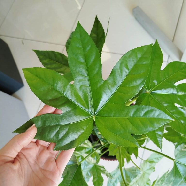 Fatsja japońska (Fatsia japonica) 50cm