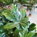 Fatsja japońska (Fatsia japonica) 40cm