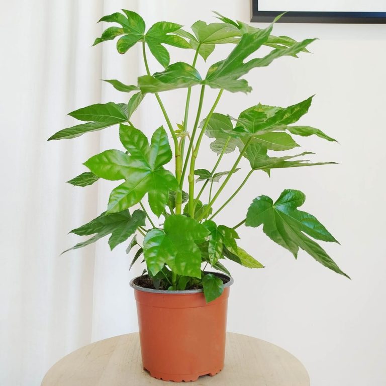 Fatsja japońska (Fatsia japonica) 50cm