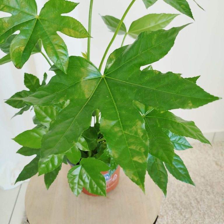 Fatsja japońska (Fatsia japonica) 50cm