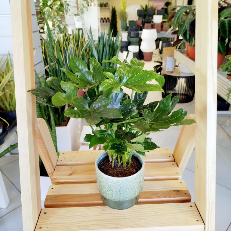 Fatsja japońska (Fatsia japonica) 40cm