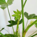 Fatsja japońska (Fatsia japonica) 50cm