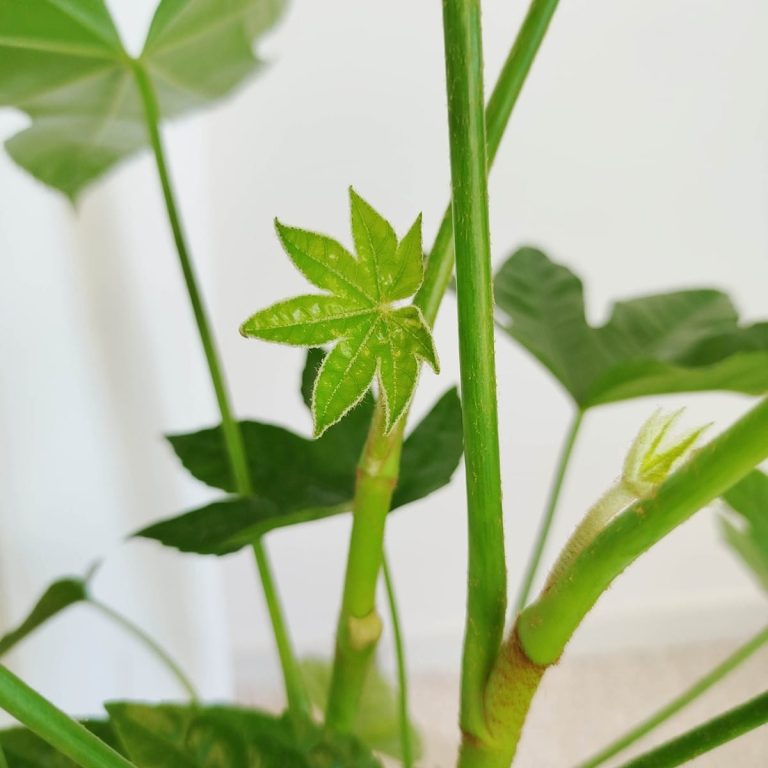 Fatsja japońska (Fatsia japonica) 50cm