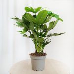 Fatsja japońska (Fatsia japonica) 40cm