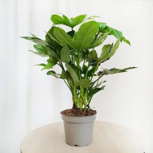 Fatsja japońska (Fatsia japonica) 40cm