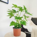 Fatsja japońska (Fatsia japonica) 50cm