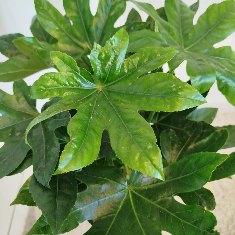 Fatsja japońska (Fatsia japonica) 40cm